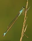 Grosse Pechlibelle